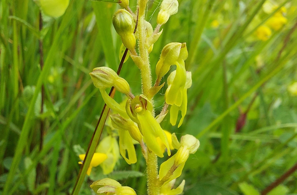 Common twayblade - Andrew D 966x635.jpg